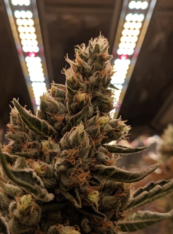IllumenLab_2 Cannabis cultivated under an LED luminaire in our IllumenLab licensed test facility