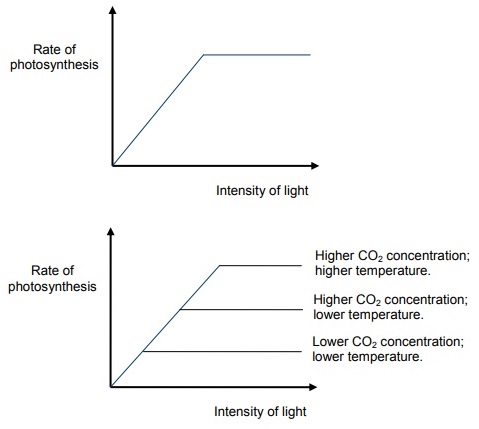 LightFactor+all LightFactor+all