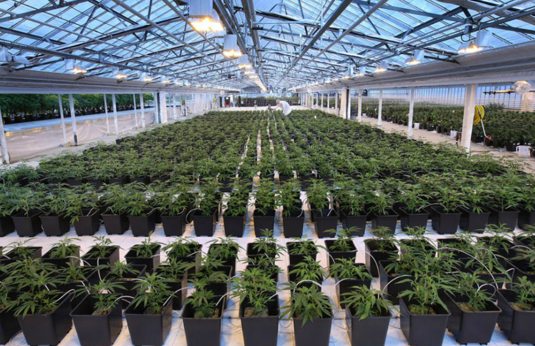 aphria-medical-marijuana-inspection