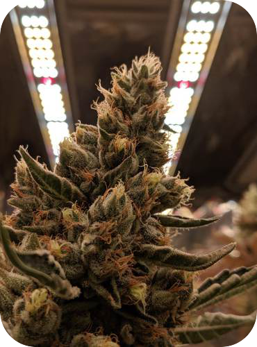 IllumenLab2 Cannabis cultivated under an LED luminaire in our IllumenLab licensed test facility