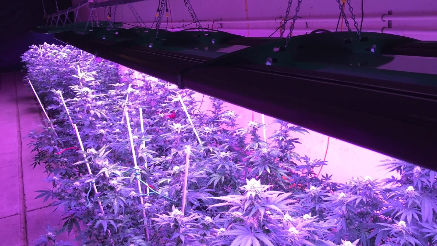 Delviro Grow DelviroGrow Dual Panel